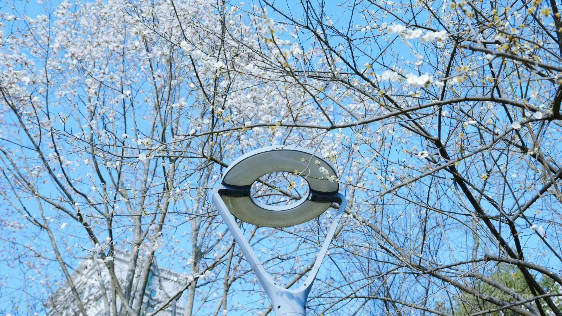 满园春色藏不住