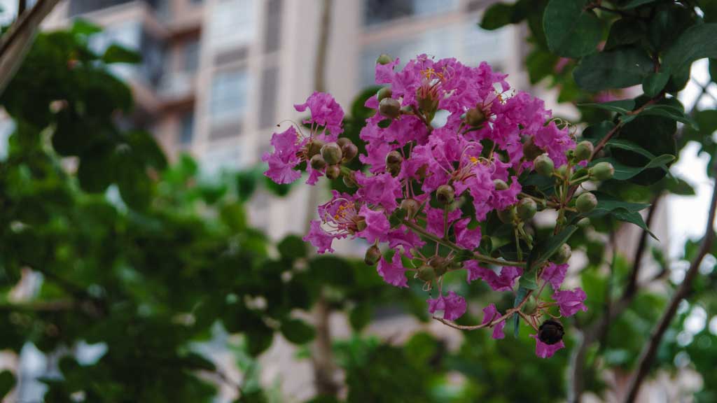 花朵准焦.jpg